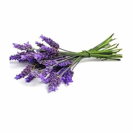 Óleo Essencial de Lavanda Francesa 10ml